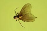 Detailed Fossil Flies (Chironomidae & Cecidomyiidae) In Baltic Amber #102782-2